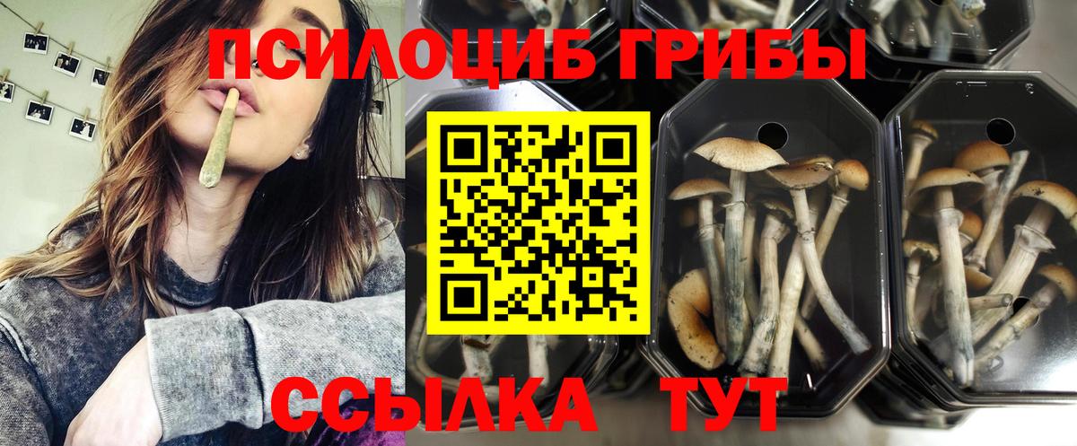 Каменск-Шахтинский  Псилоцибиновые грибы прущие грибы  Псилоцибиновые грибы MAGIC MUSHROOMS  Вход с VPN 